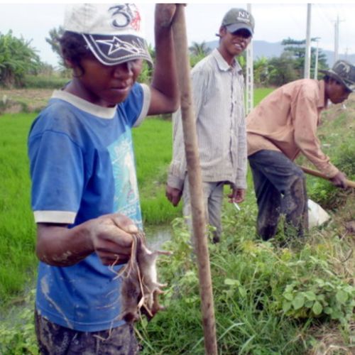 Bắt chuôt ở Cà Mau